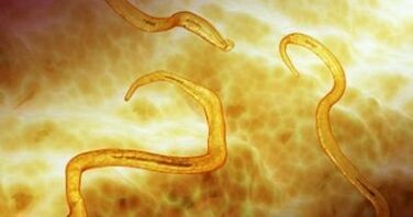 Адам денесиндеги Pastworm паразиттери