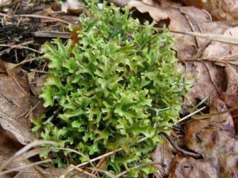 денедеги мите курттардан cetraria