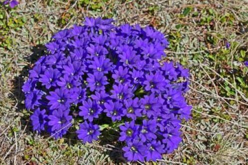 денедеги мите курттардан ысытма тамыр