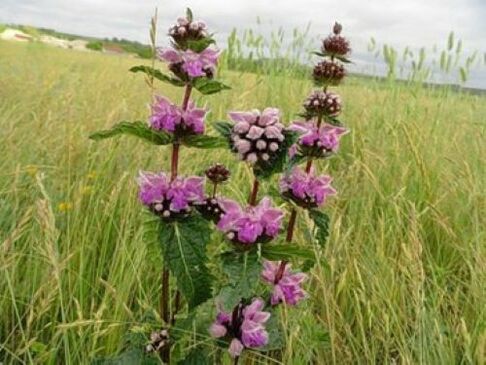 организмдеги мите курттардан темир рудасы