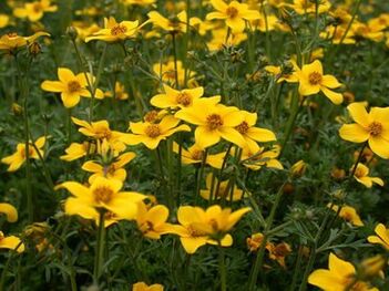 организмдеги мителердин бир катар